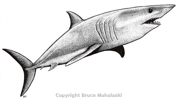 034 - Sharks - Mako Shark - Picture